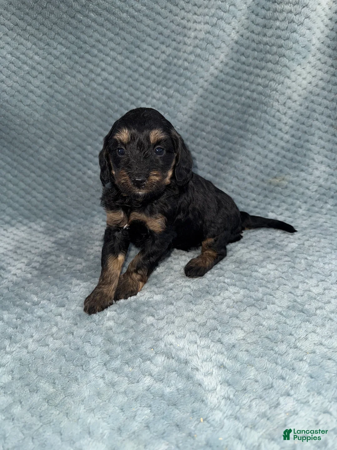 Cavapoo dogs for sale: Cavapoo Puppy 6 - Ad 1