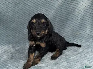 Cavapoo dogs Cavapoo Puppy 6 - Ad 16