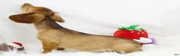 Dachshund dogs for sale: Candy Lou R 7562 - Ad 6
