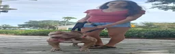American Bully dogs for sale: American Bully 1 - Ad 12