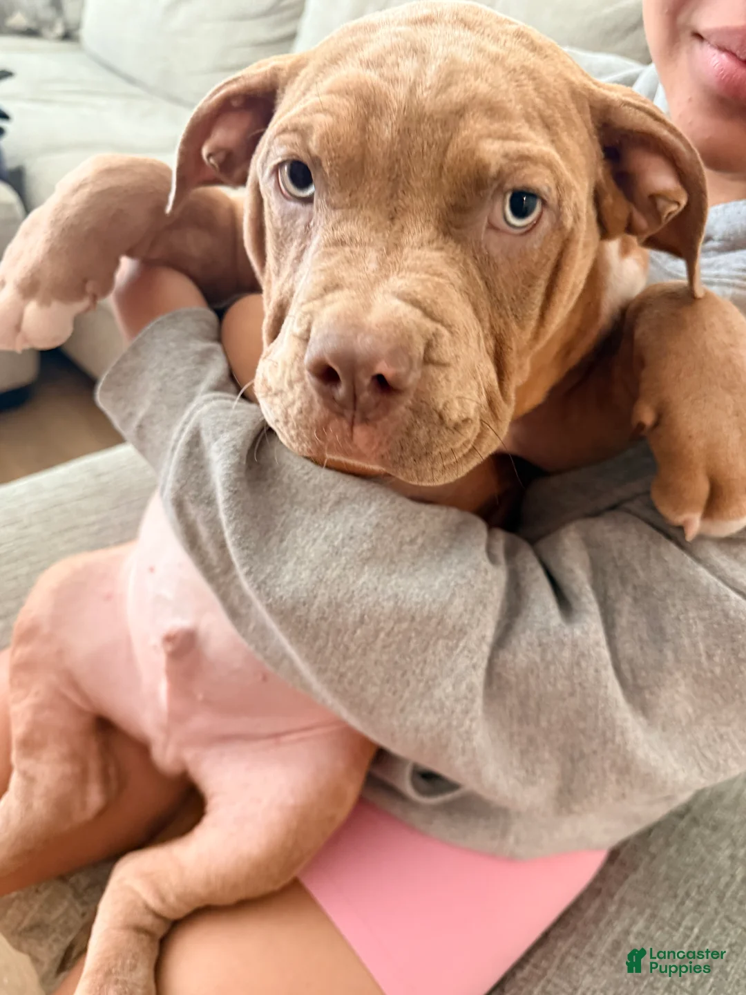 American Bully dogs for sale: Papi - Ad 2