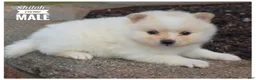 Pomeranian dogs for sale: Shiloh - Ad 1