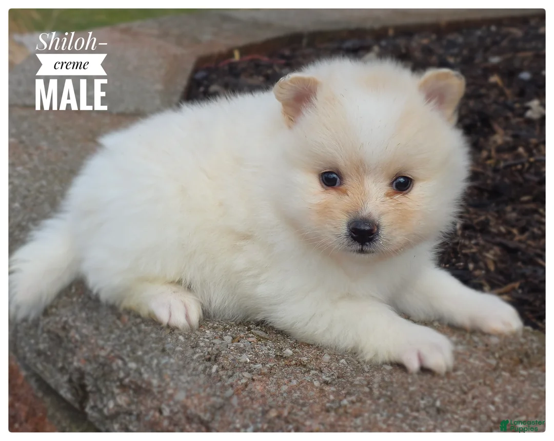 Pomeranian dogs for sale: Shiloh - Ad 1
