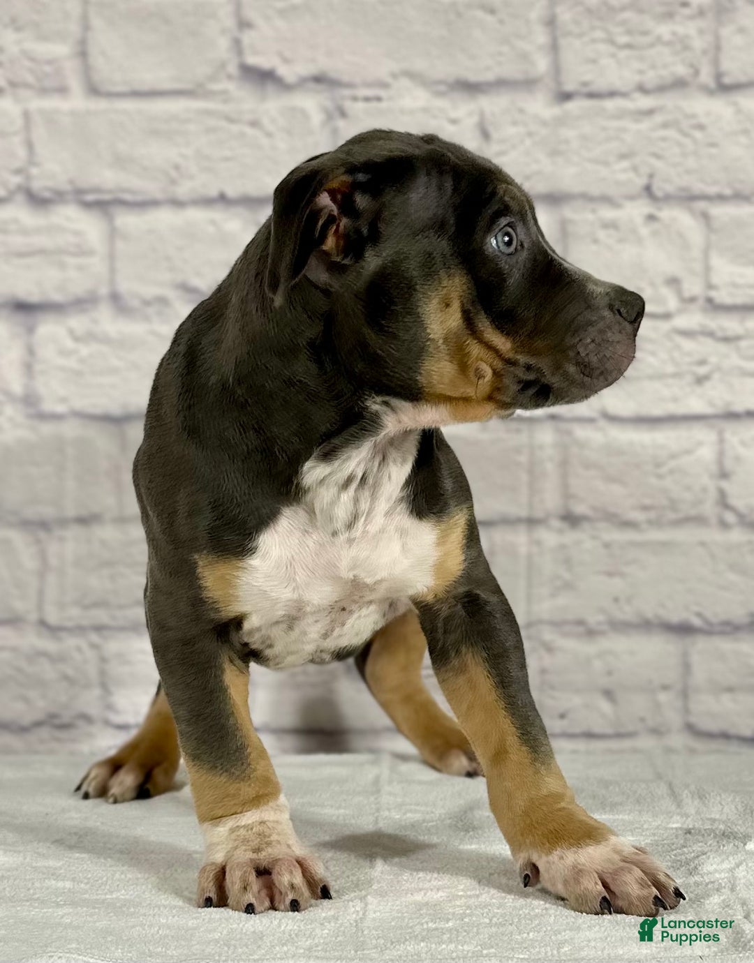 American Bully dogs for sale: Jake - Ad 6