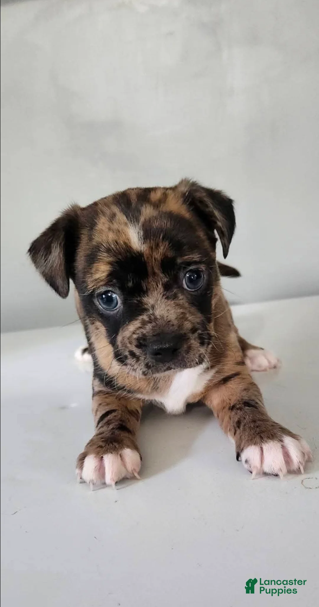 Mixed Breed dogs for sale: Mixed Breed Puppy 3 - Ad 1