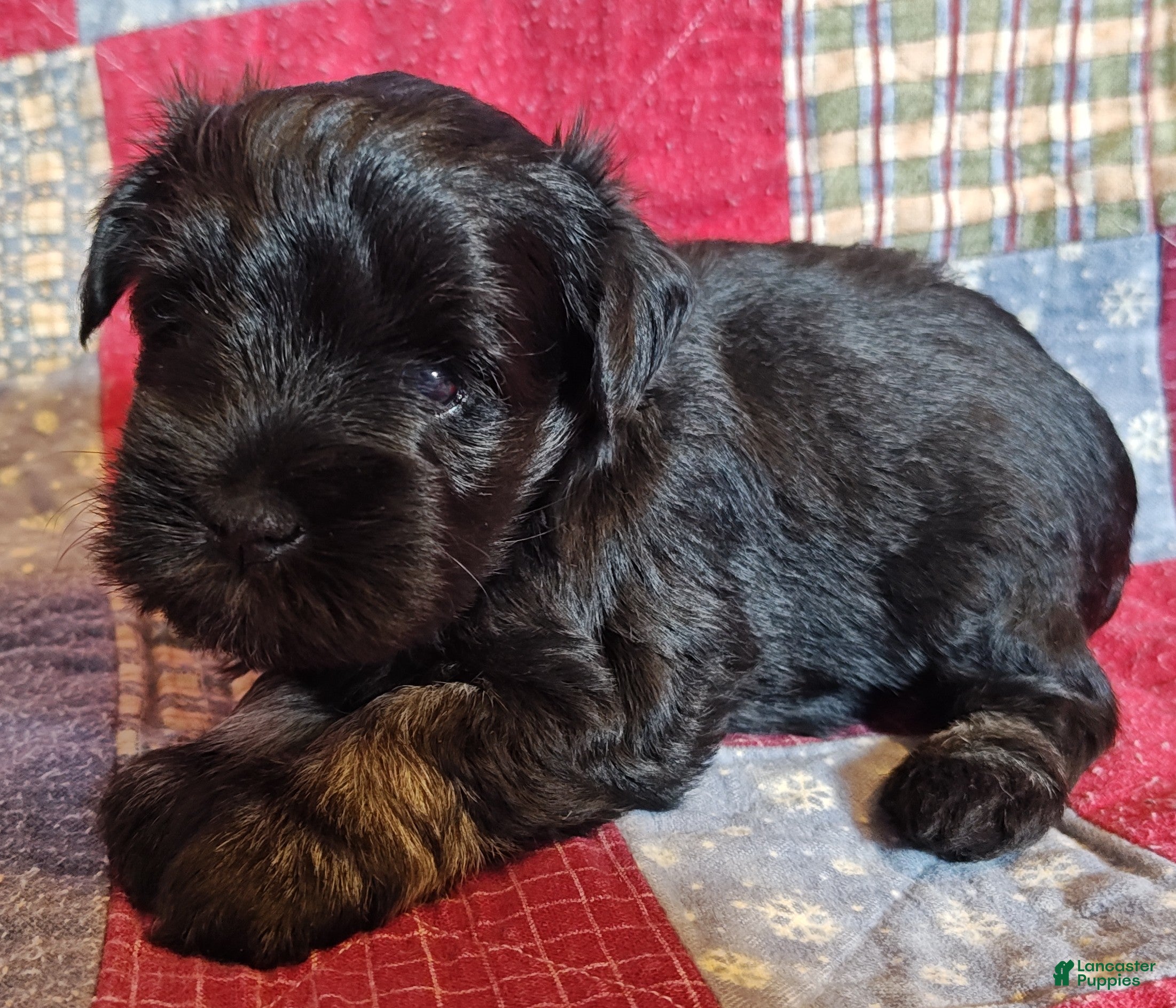Miniature Schnauzer dogs Girl 4 - Ad 5