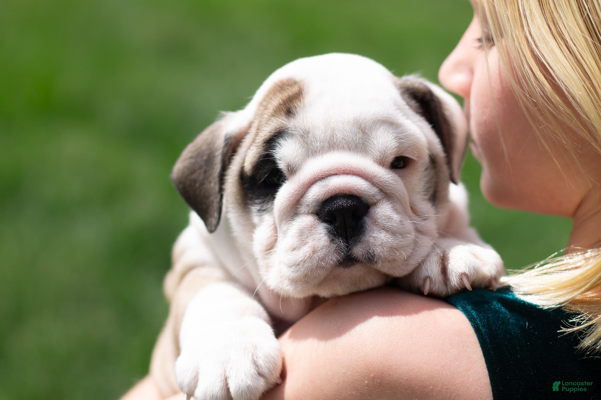 English Bulldog dogs Luna - Ad 1