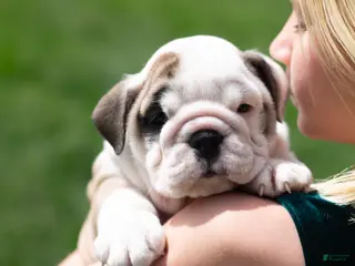 English Bulldog dogs for sale: Luna - Ad 1
