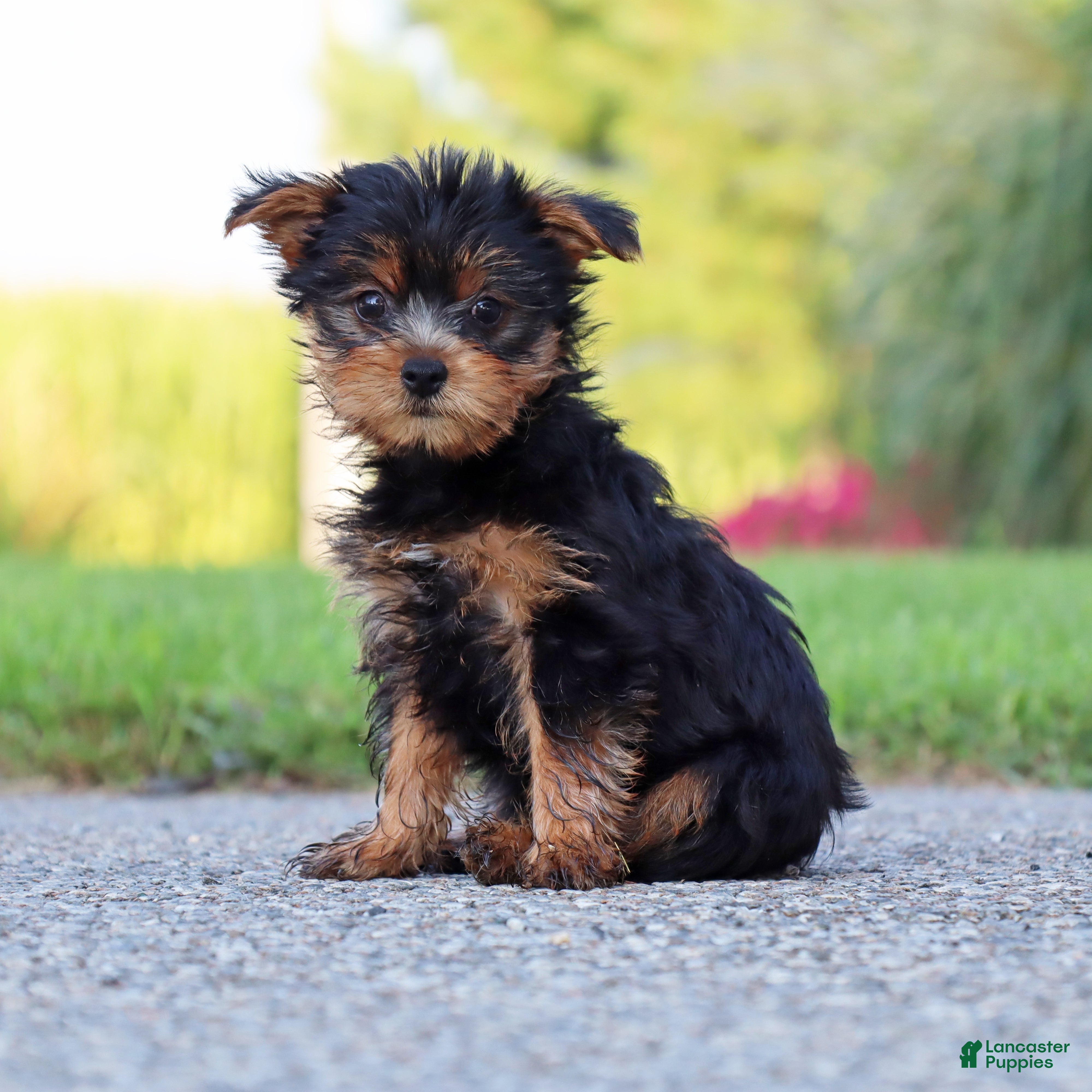 Yorkshire Terrier dogs Java - Ad 1