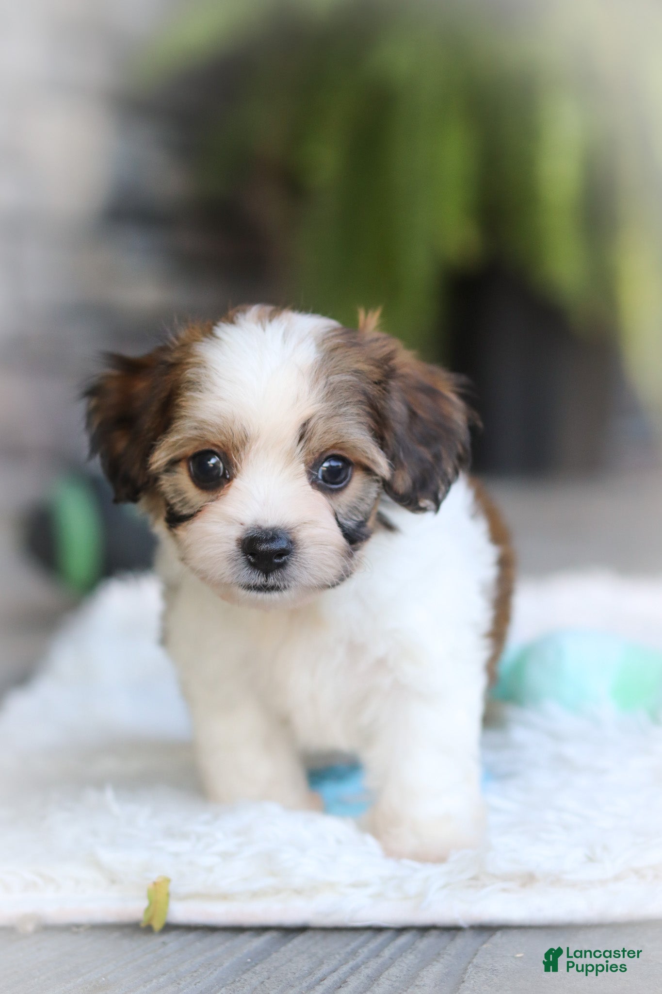 Cavachon dogs Aspen - Ad 2