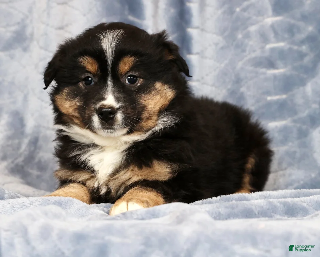 Miniature Australian Shepherd dogs for sale: Ella - Ad 4