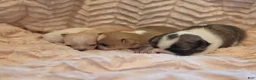 Chihuahua dogs for sale: Chihuahua 3 - Ad 30