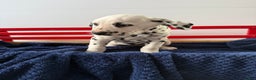 Dalmatian dogs for sale: Trinity - Ad 21