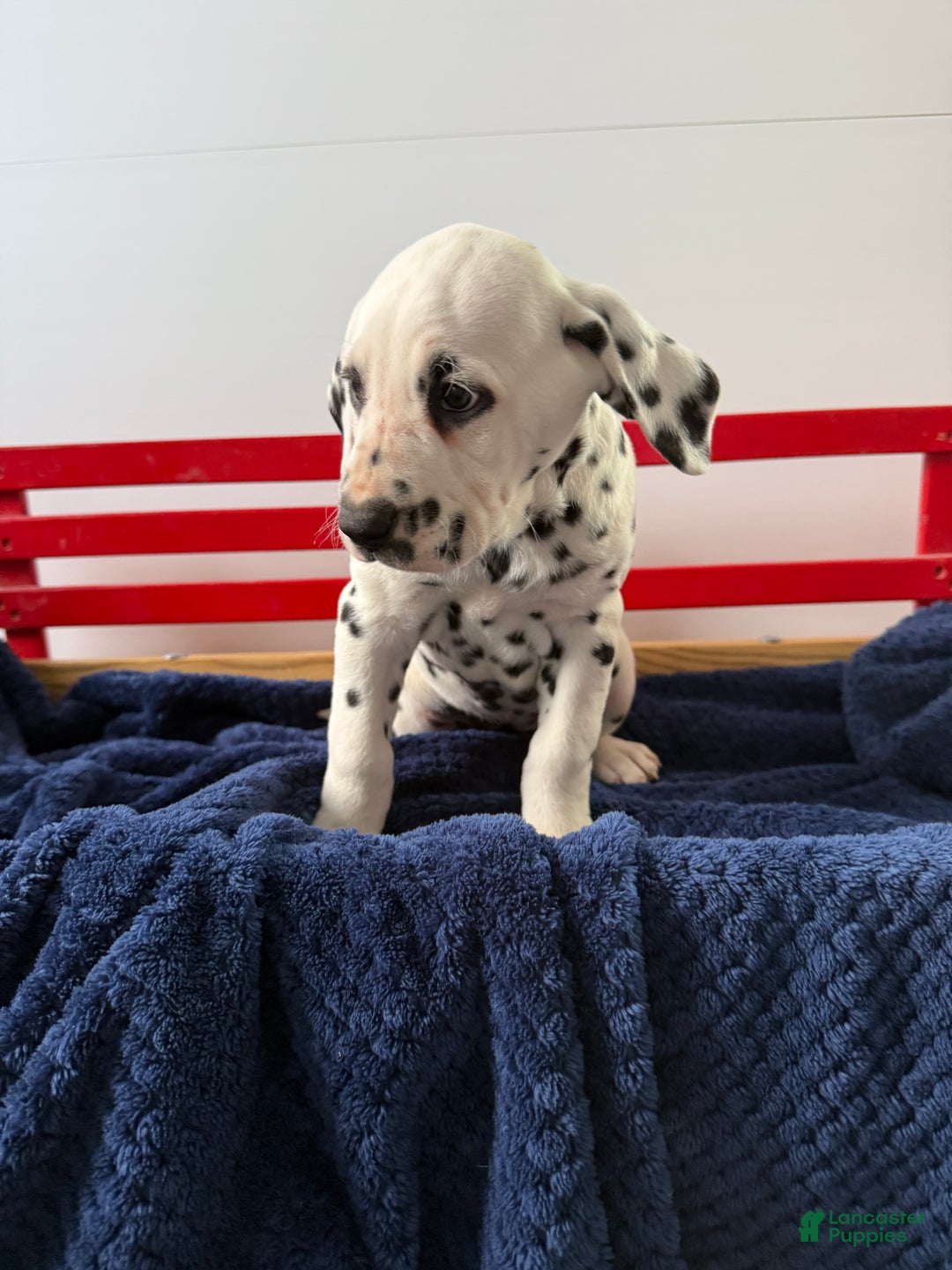 Dalmatian dogs for sale: Trinity - Ad 21