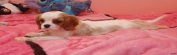 Cavalier King Charles Spaniel dogs for sale: Cavalier King Charles Spaniel Puppy 3 - Ad 5