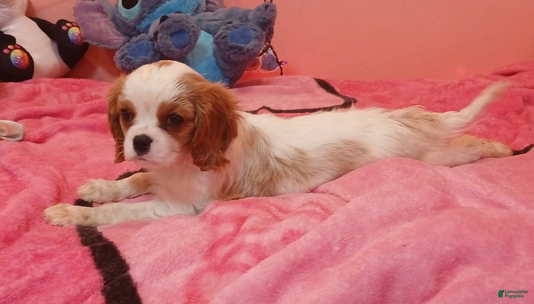 Cavalier King Charles Spaniel dogs for sale: Cavalier King Charles Spaniel Puppy 3 - Ad 5