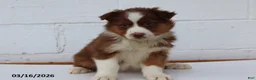 Australian Shepherd dogs for sale: Rocky - Ad 1