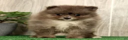 Pomeranian dogs for sale: Levi - Ad 2