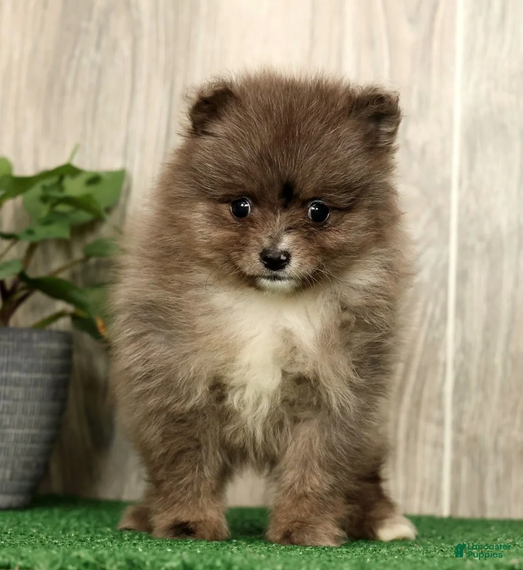 Pomeranian dogs for sale: Levi - Ad 2