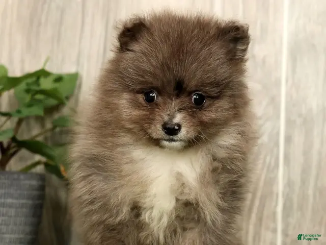 Pomeranian dogs for sale: Levi - Ad 2