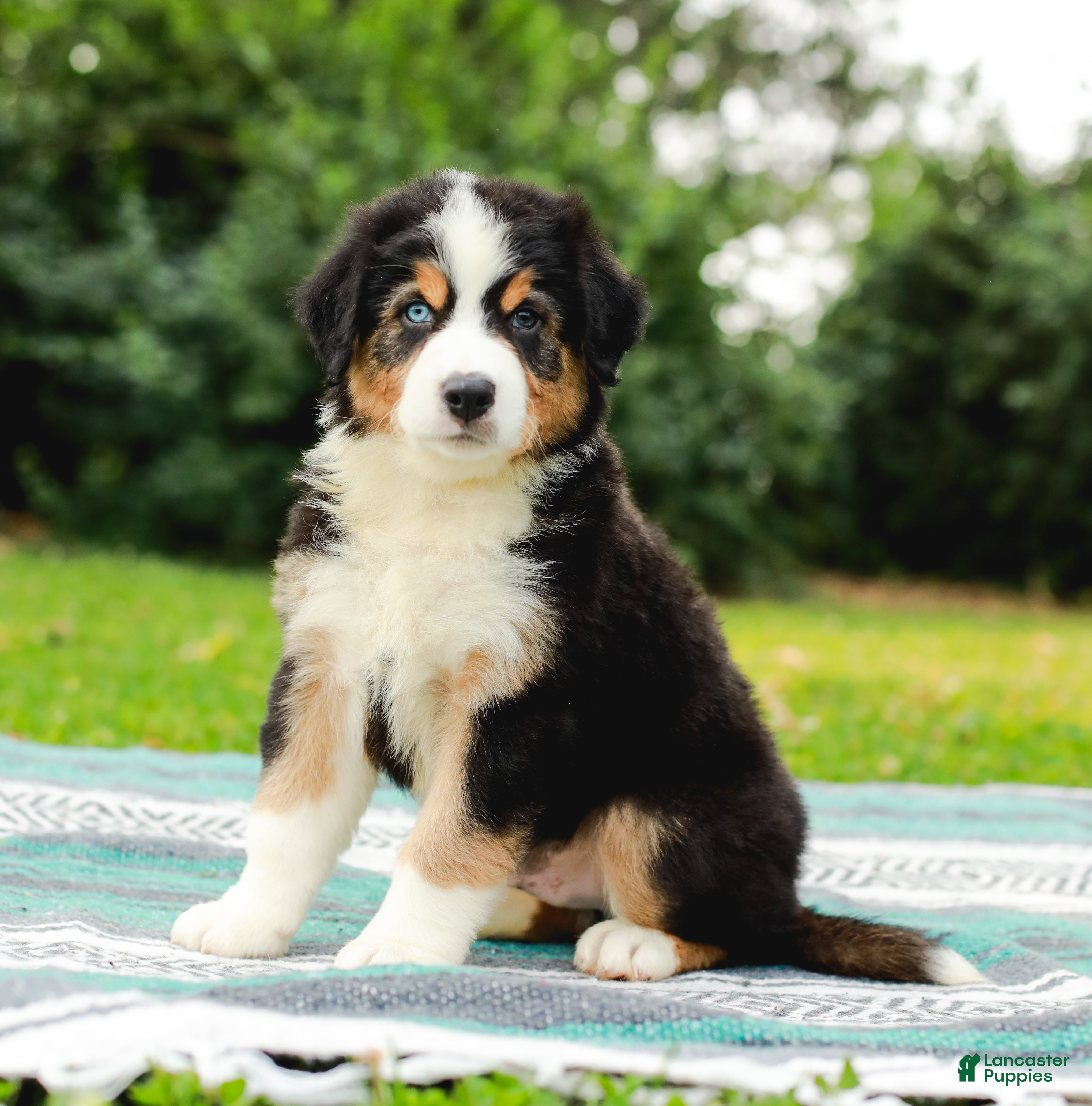 Australian Shepherd dogs Shadow - Ad 1