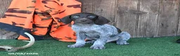German Shorthaired Pointer dogs for sale: Ruger - Ad 4