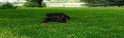 Rottweiler dogs for sale: Lily  - Ad 3
