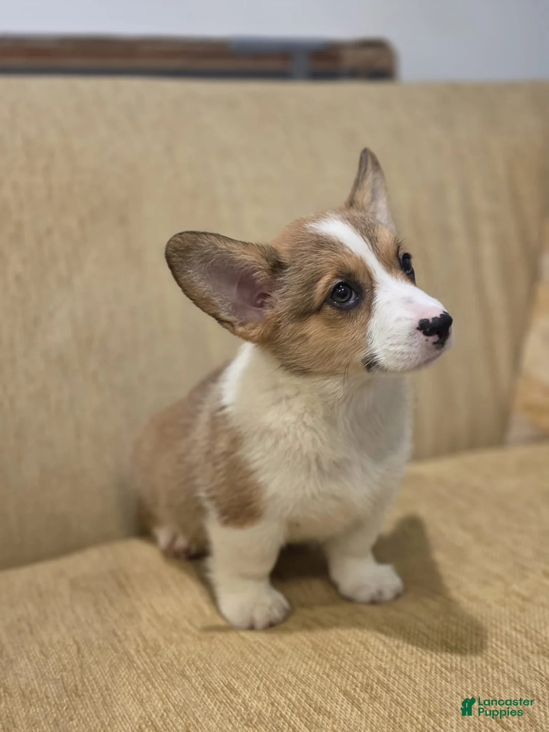Welsh Corgi Pembroke dogs for sale: Welsh Corgi Pembroke 5 - Ad 5