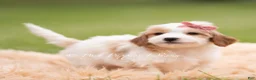 Mini Goldendoodle dogs for sale: Tinkerbell - Ad 4