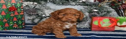 Cockapoo dogs for sale: Alice - Ad 2