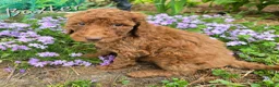 Goldendoodle dogs for sale: Goldendoodle Puppy 4 - Ad 11