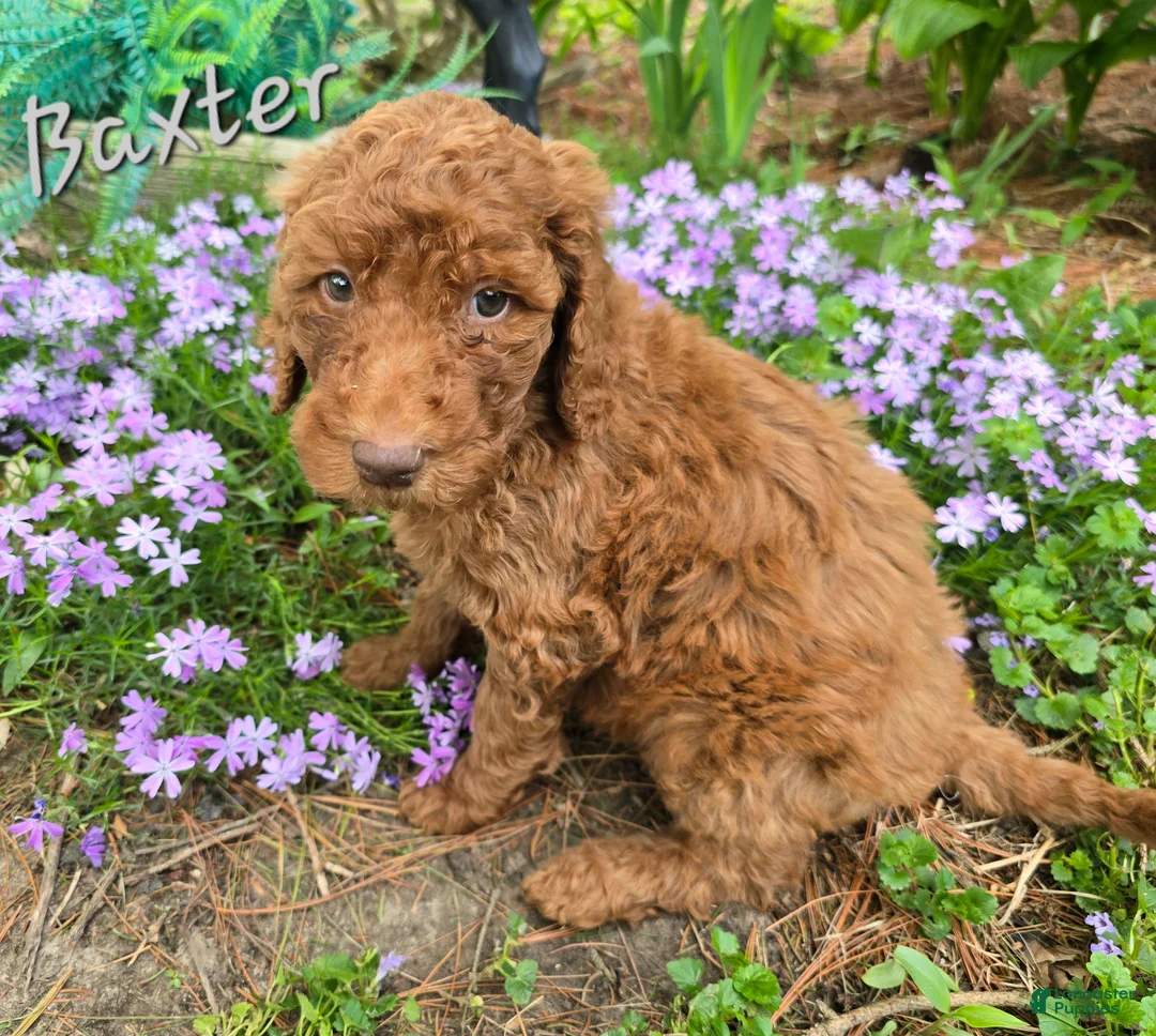 Goldendoodle dogs for sale: Goldendoodle Puppy 4 - Ad 11
