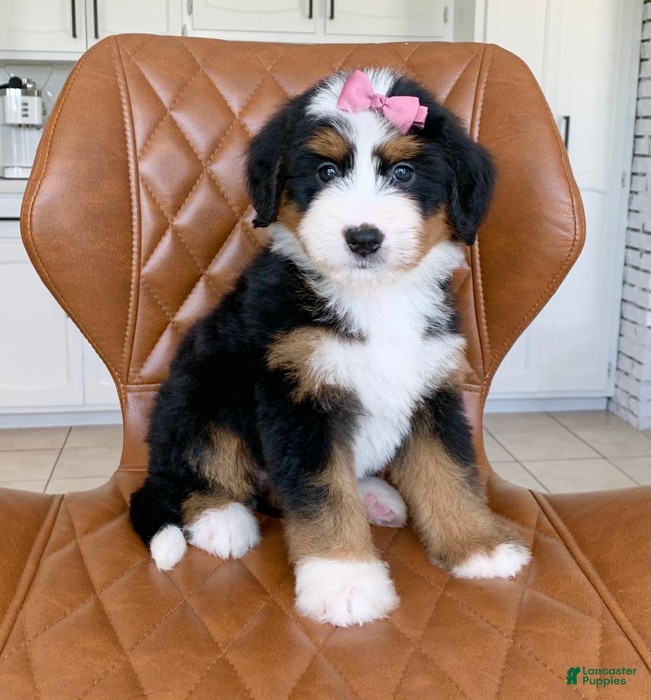 Bernedoodle dogs Nova - Ad 1