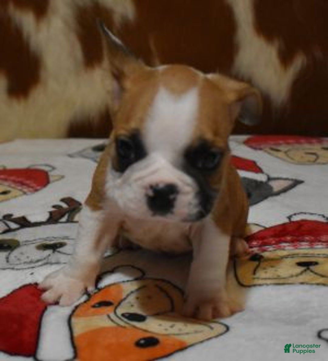 French Bulldog dogs for sale: INDY, FAWN & WHITE, MALE - Ad 5