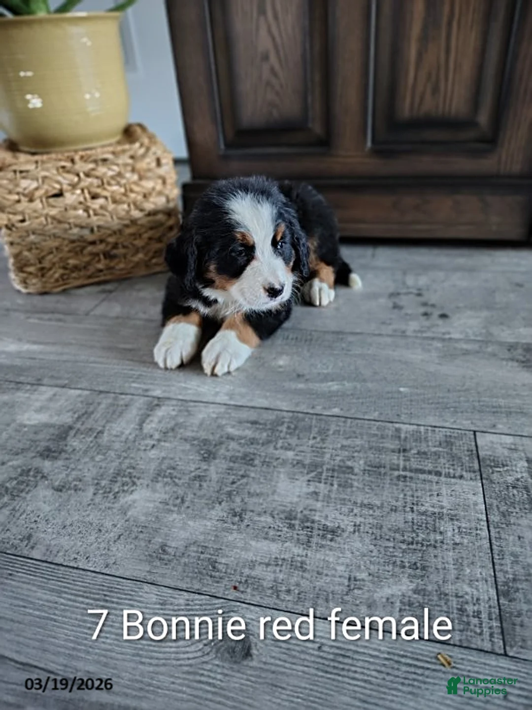 Bernese Mountain Dog dogs for sale: Bonnie - Ad 1