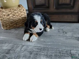 Bernese Mountain Dog dogs for sale: Bonnie - Ad 1