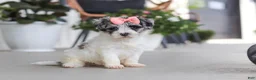 Havapoo dogs for sale: Cuddles  - Ad 2