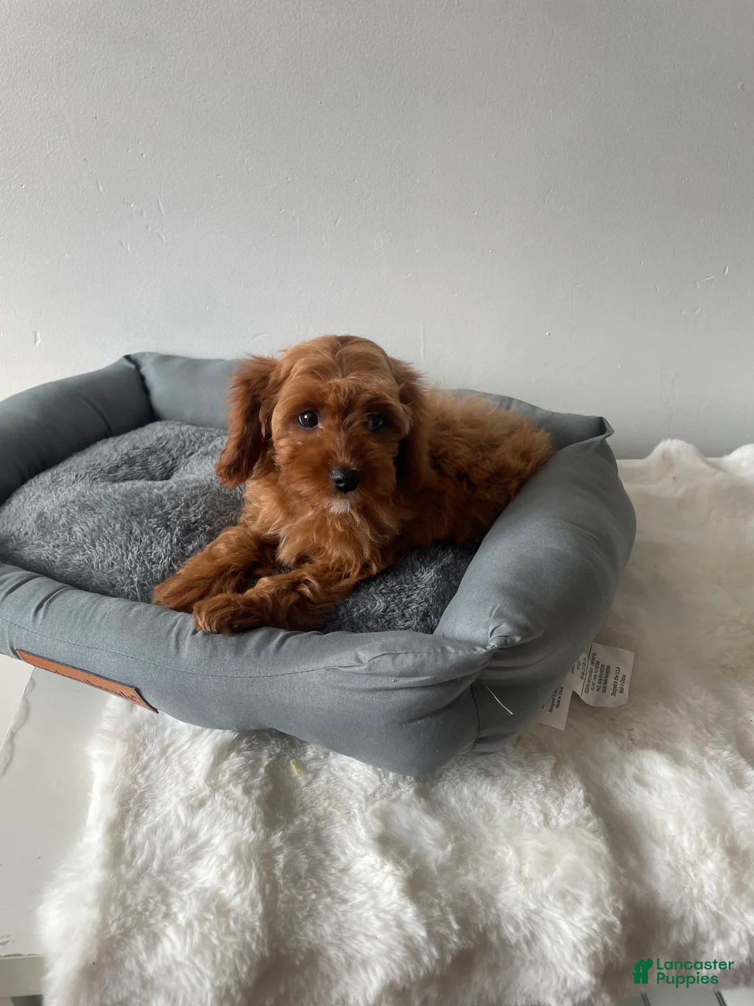 Cavapoo dogs for sale: Nova - Ad 5