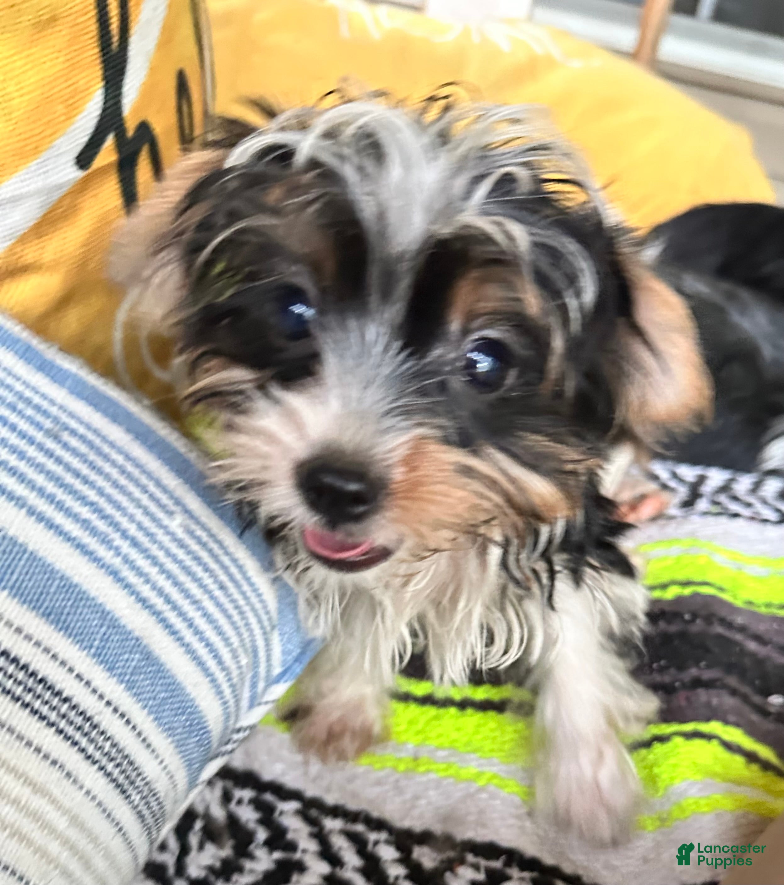 Yorkshire Terrier dogs Yorkshire Terrier 2 - Ad 42