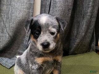 Australian Cattle Dog dogs Australian Cattle Dog Puppy 2 - Ad 35