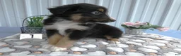 Miniature Australian Shepherd dogs for sale: Miniature Australian Shepherd 1 Spark - Ad 4