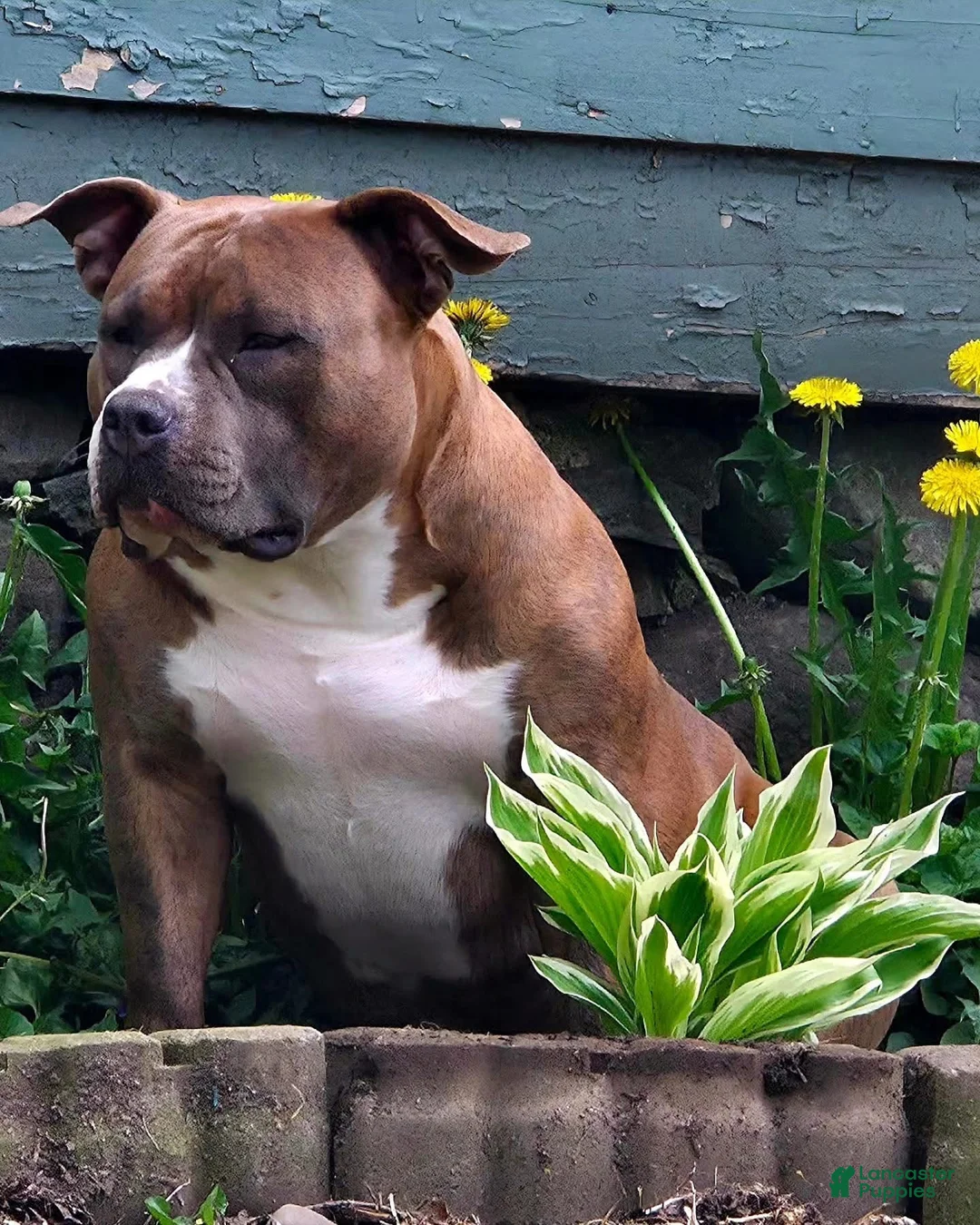 American Bully dogs for sale: Buffalo Bill - Ad 10