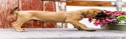English Mastiff dogs for sale: Morris - Ad 3