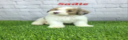 Mini Bernedoodle dogs for sale: Sadie - Ad 5