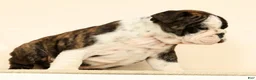 English Bulldog dogs for sale: Zayne - Ad 6