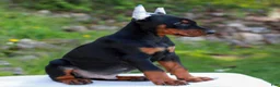 Doberman Pinscher dogs for sale: Axel  - Ad 2