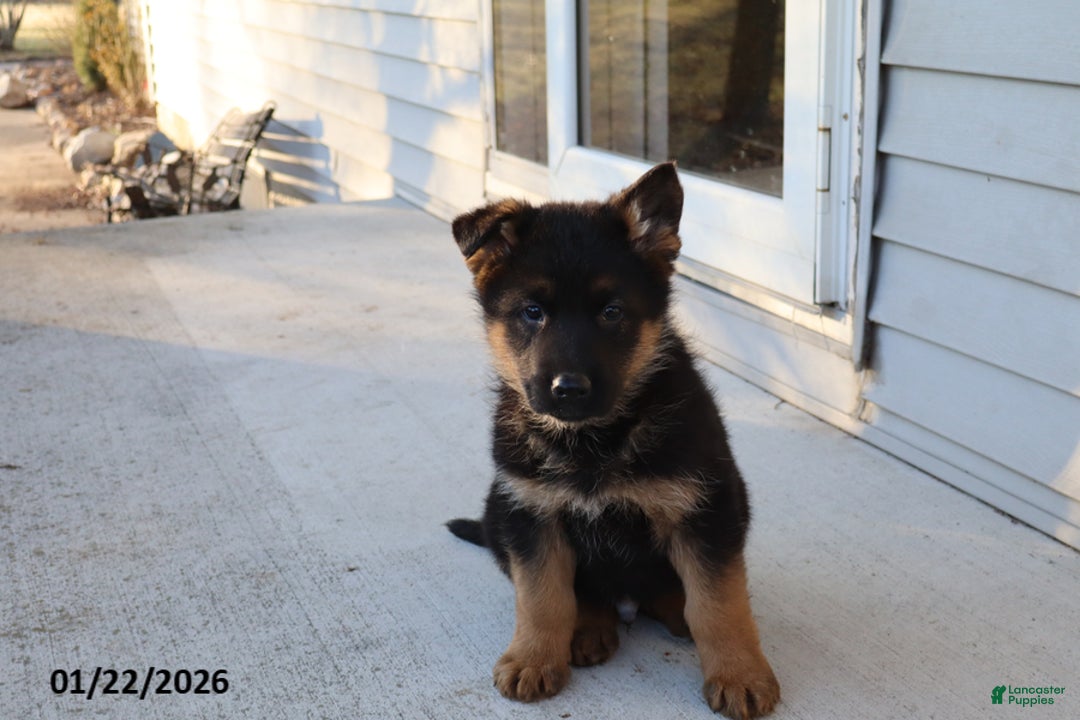 German Shepherd dogs for sale: Buster - Ad 4