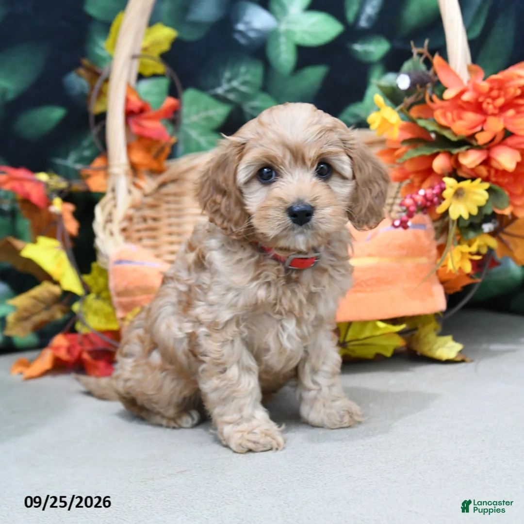 Cavapoo dogs for sale: Patty - Ad 2