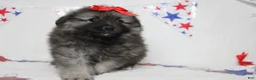 Keeshond dogs for sale: Anna - Ad 12