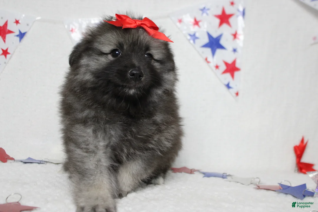 Keeshond dogs for sale: Anna - Ad 12